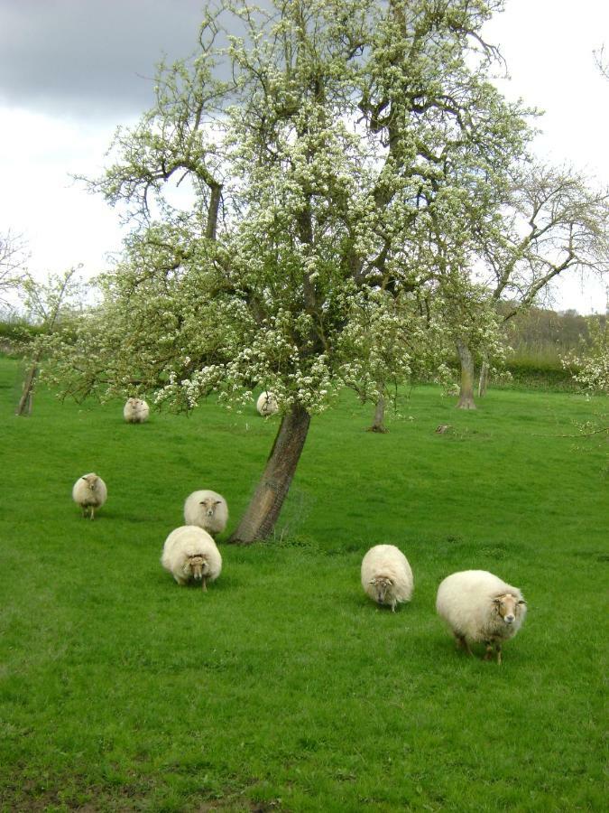 Hoeve Schevey Malines Esterno foto